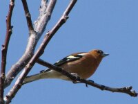 Vogels 74