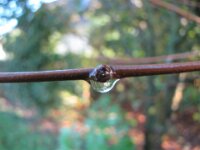 Dauwdruppels 2