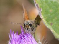 Distel