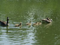 DSC00939