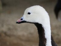 Paradisio Vogels 37