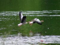 Paradisio Vogels 38