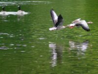 Paradisio Vogels 39