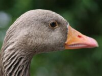 Paradisio Vogels 42