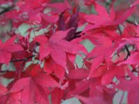 Chateau de Vignee - Herfst 022