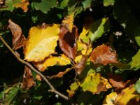Herfst 01