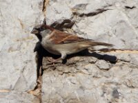 Celles 27