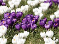 Iris IMG 0373