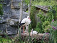 Paradisio ooievaar 07