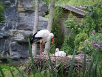 Paradisio ooievaar 08