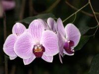 Orchidee