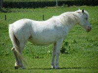 Paarden 2