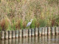 Reiger (2)
