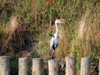 Reiger (21)