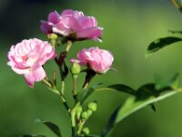 Rozen
