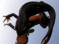 Salamanders en Hagedissen