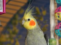 Chico 2