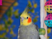 Chico 3