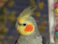 Chico 5