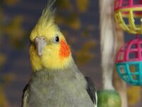 Chico 7