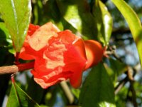 Bloemen 044