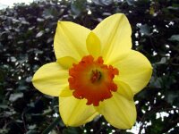 Bloemen 067