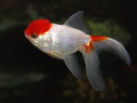Goudvis 26