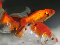 Goudvis 36