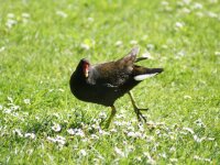 Vogels 121