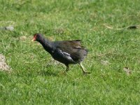 Vogels 123
