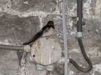 IMG 4611