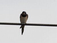 IMG 7599