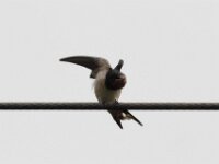 IMG 7621