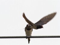 IMG 7630
