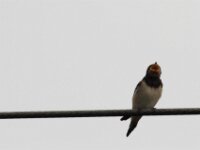 IMG 7660