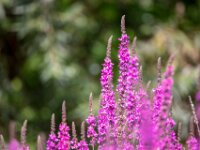 Natuurdomein "De Kam" Tielt - 02 aug 2020 © Acx Dirk