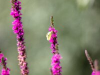 Natuurdomein "De Kam" Tielt - 02 aug 2020 © Acx Dirk