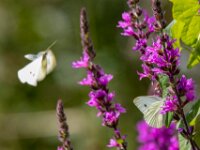 Natuurdomein "De Kam" Tielt - 02 aug 2020 © Acx Dirk