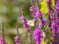 Natuurdomein "De Kam" Tielt - 02 aug 2020 © Acx Dirk