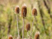 Natuurdomein "De Kam" Tielt - 02 aug 2020 © Acx Dirk