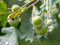Natuurdomein "De Kam" Tielt - 02 aug 2020 © Acx Dirk