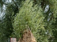 Natuurdomein "De Kam" Tielt - 02 aug 2020 © Acx Dirk