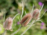 Natuurdomein "De Kam" Tielt - 02 aug 2020 © Acx Dirk