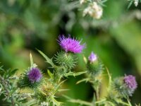 Natuurdomein "De Kam" Tielt - 02 aug 2020 © Acx Dirk