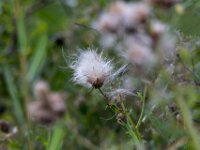 Natuurdomein "De Kam" Tielt - 02 aug 2020 © Acx Dirk
