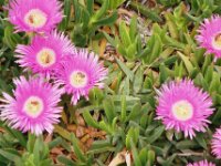 Gumbet wandeling 003