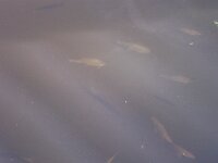 100 0163 resize