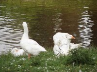 Emmeloord KIF 1393