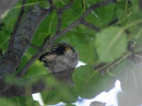Bodensee Birds