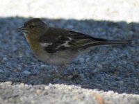 Bodensee Birds 04